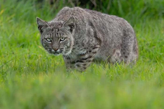 Wang, Victor: Rotluchs