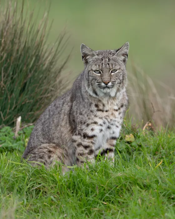 Wang, Victor: Rotluchs
