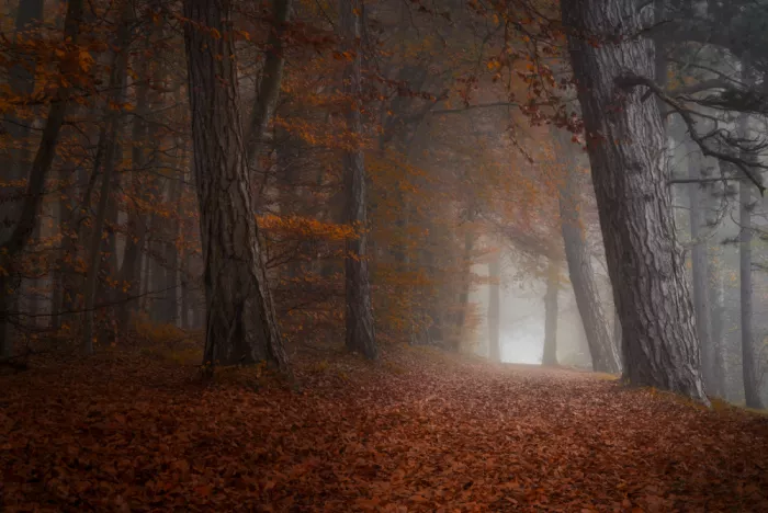 Maier, Norbert: Im Herbst