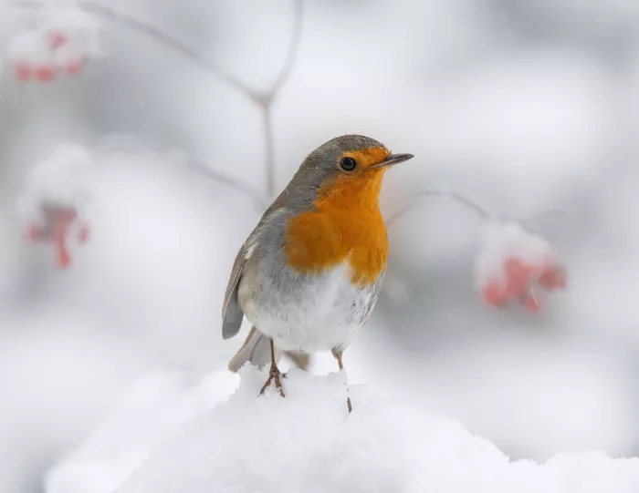 Keizer, Annie: Rotkehlchen im Winter