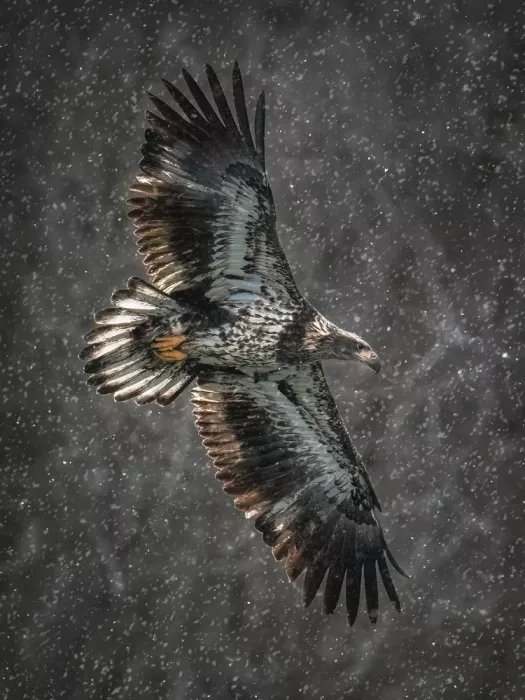 Z, Leechee: Les Ailes de la Tempête