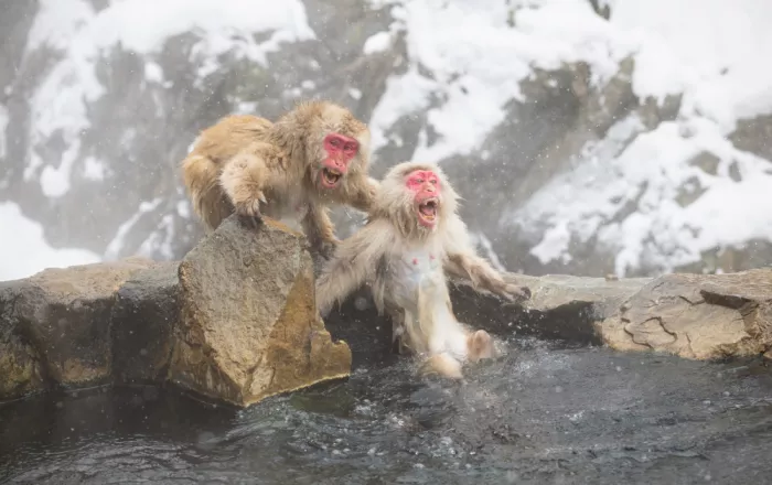W, Joanna: Istinto di potenza III - Macaco delle nevi