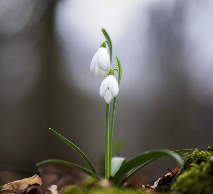 Barboni, Sergio: Flor de nieve