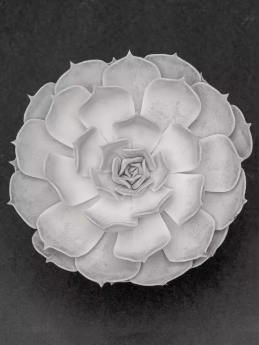 Studio, Pictufy: Sukkulente Graptoveria S&W 002