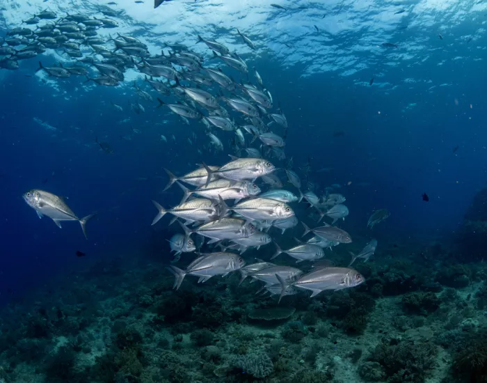 Tov, Ben Ilan: Trevally