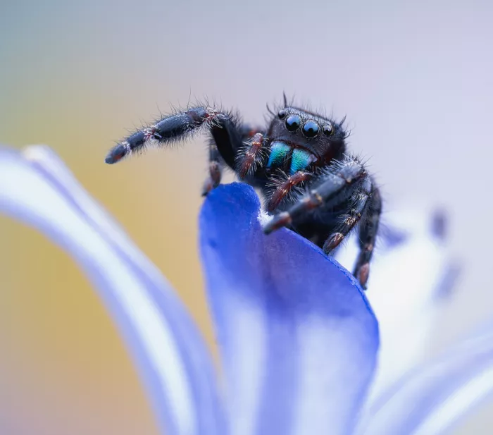 Summer2016: Araignée sauteuse