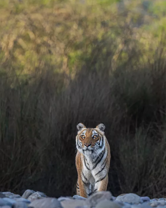 Bhatia, Yogesh: Bellezza