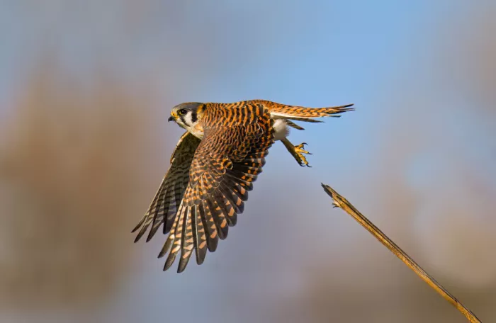 He, Mike: Voglio volare