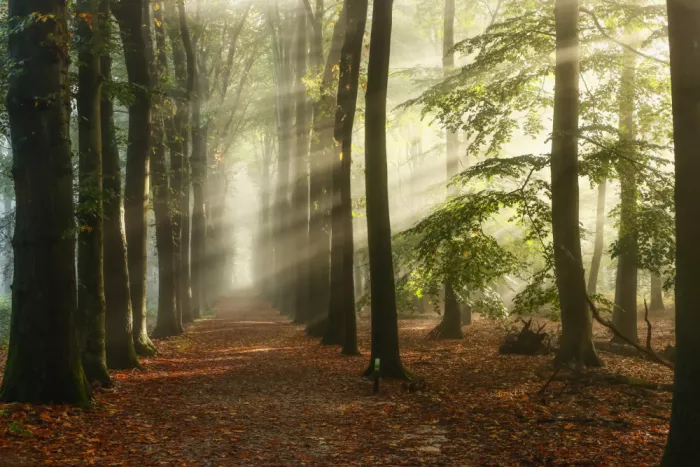 Lee, van Hilda: Sonnenstrahlen