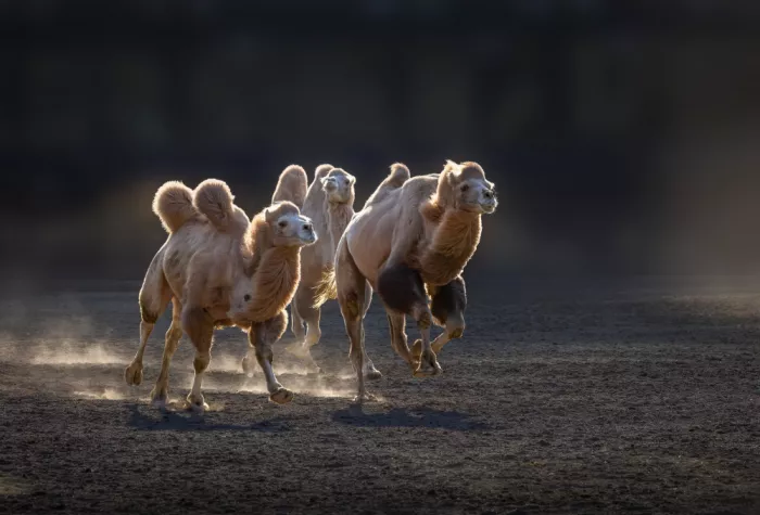 Zhang, Dennis: Danza dei cammelli della Battria
