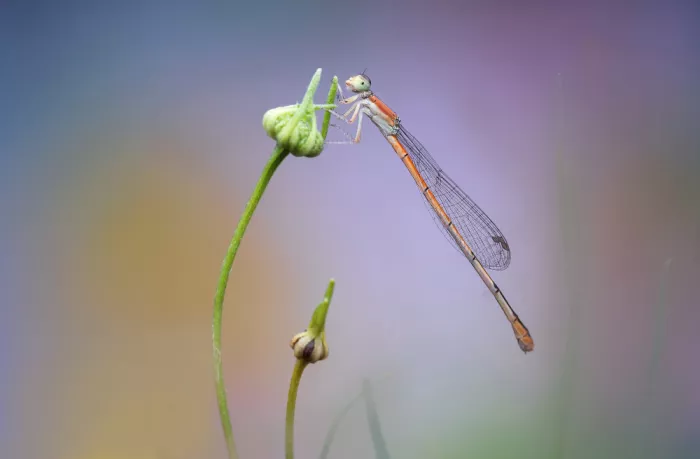 Summer2016: Libellula