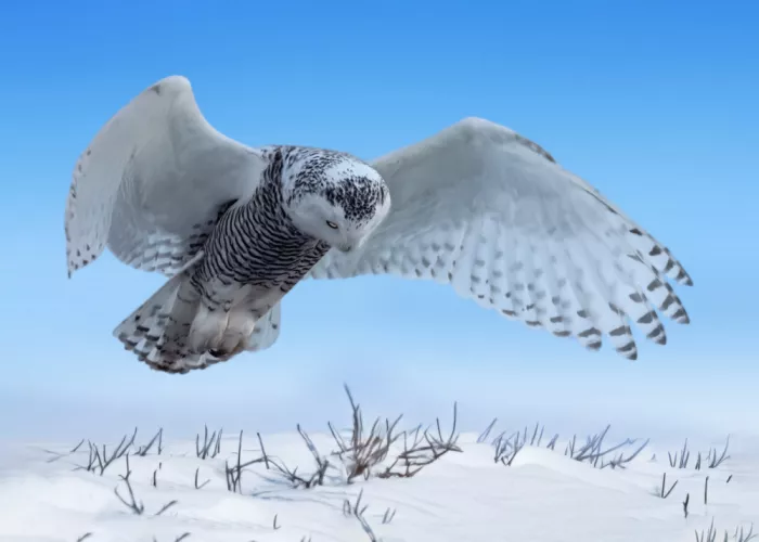 Gu, Zeren: Schnee-Jäger