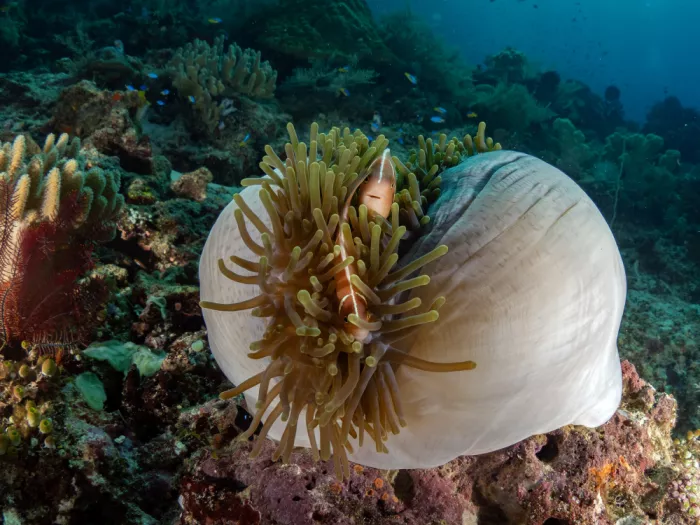 Tov, Ben Ilan: Anemone