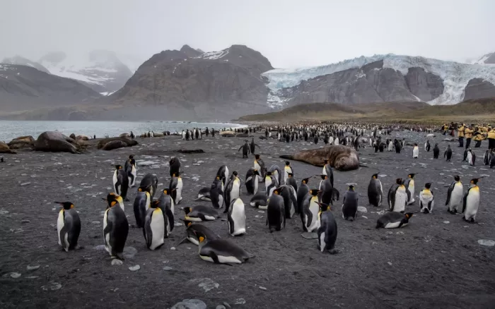 Liu, Ren Raymond: The South Georgia Island in November