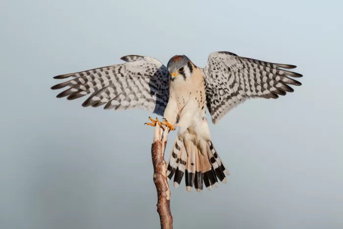 Chen, Johnny: Amerikanischer Rüttelfalke