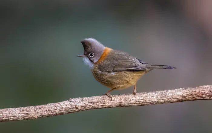 Procaccia, Itamar: Bartwaldsänger