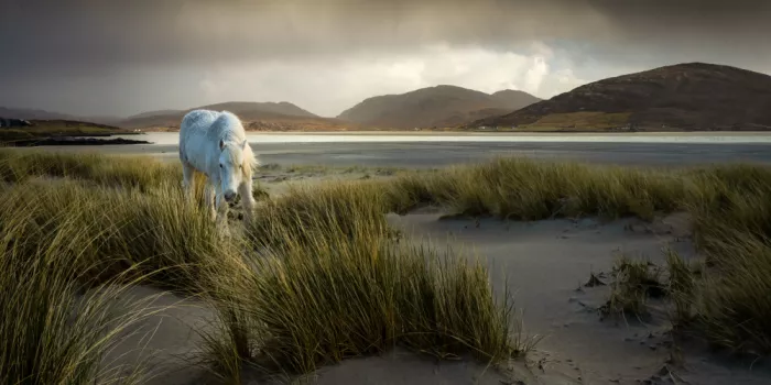 Eisenmann, Ulrike: The windswept Marram Grass is what he likes
