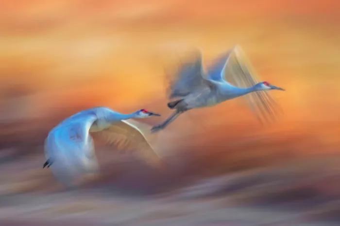 Zhao, Qing: Attraverso le braci