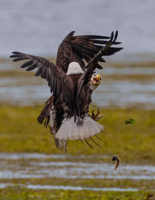 Huang, Johnson: Aquila calva