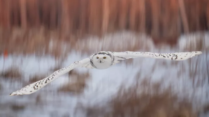 Qin, Xuemei: Flug über die Tundra