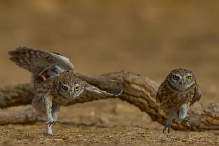 Manusevich, David: Birdie Marathon
