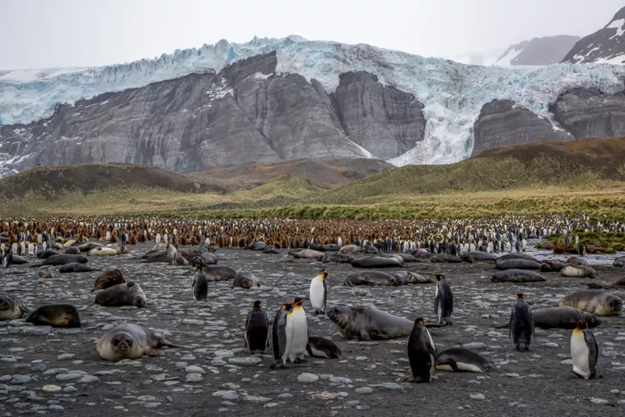 Liu, Ren Raymond: The Scene of South Georgia Island in November