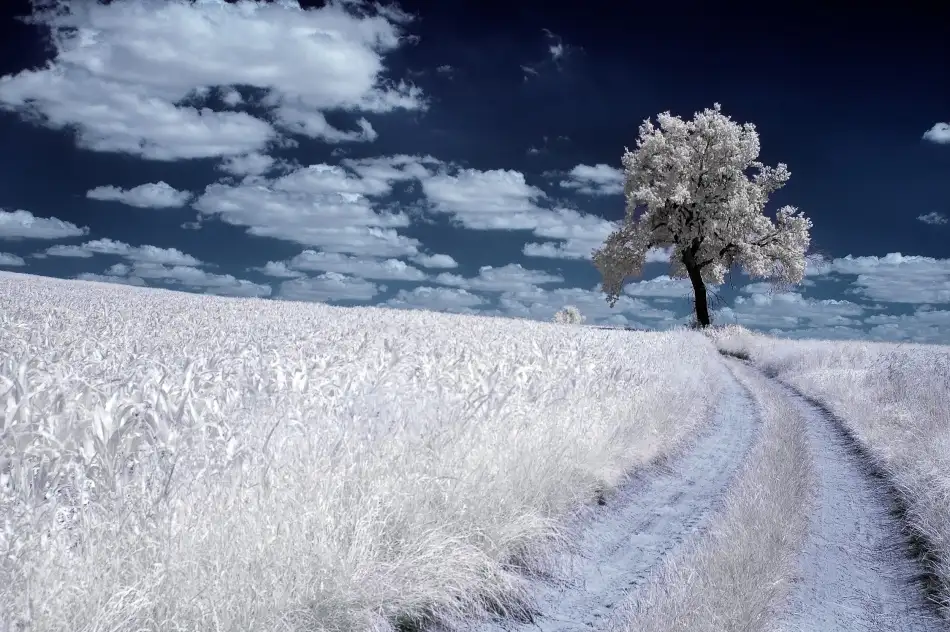 Kruk, Przemyslaw: Baum