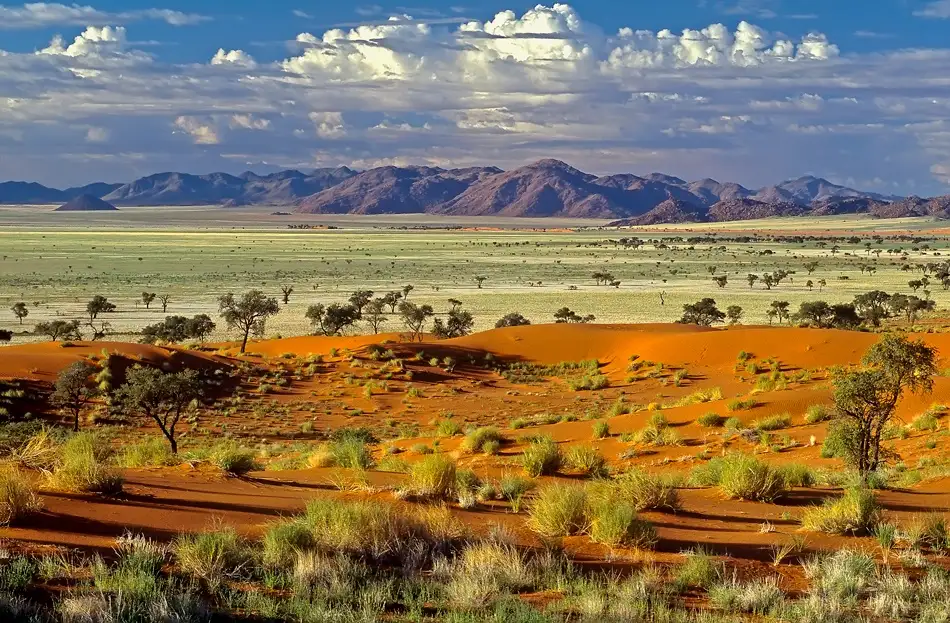 Pelissier, Marc: Deserto Tok Tokkie