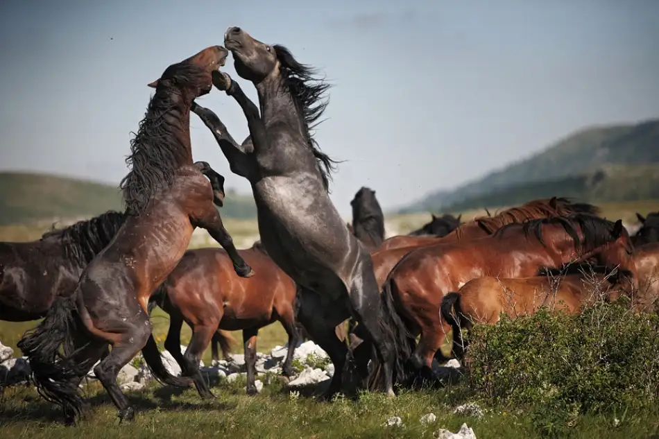 Vidak, Vedran: caballos salvajes