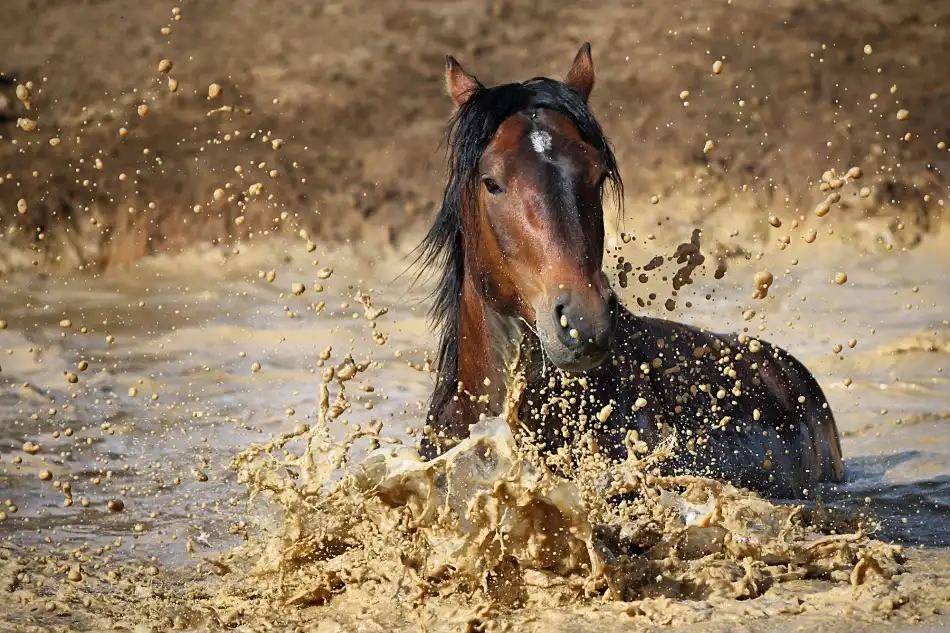 Vidak, Vedran: caballo en el agua
