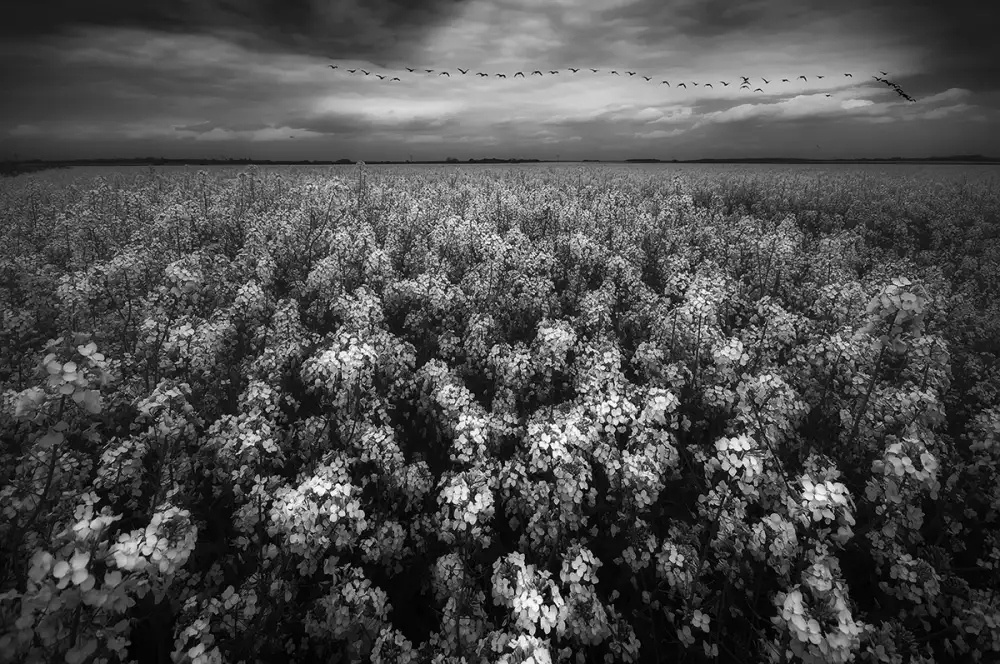 Krol, Bax Piotr: printemps