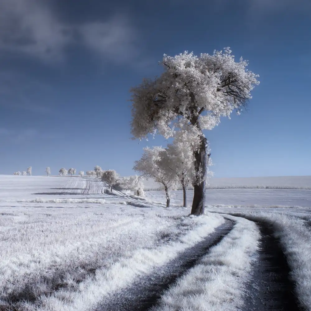 Krol, Bax Piotr: l'hiver en été