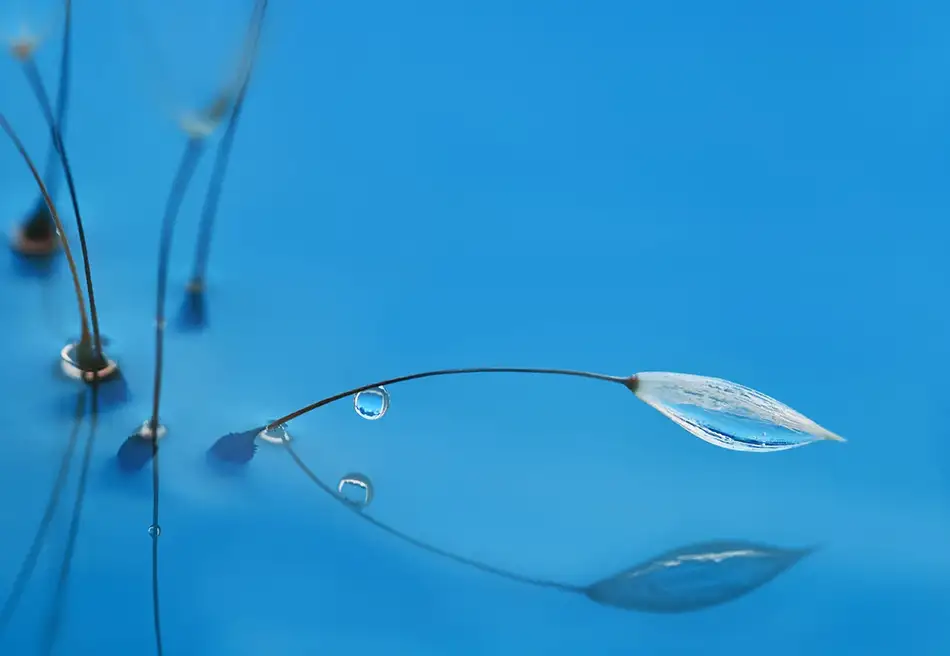 Westum, Heidi: Acqua blu