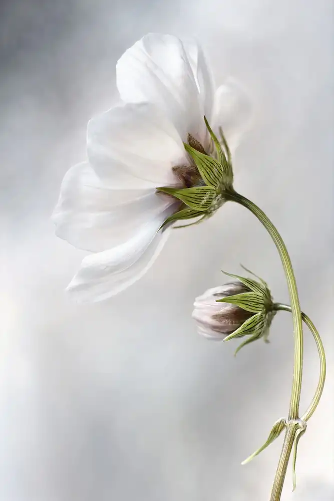 Disher, Mandy: Cosmos céleste