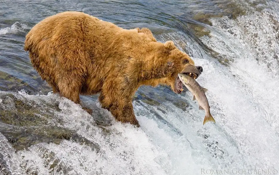 Golubenko, Roman: Alaska. Der Fang