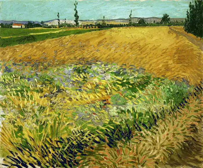 Gogh, Vincent van: Obilné pole