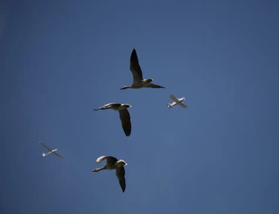 Mathiesen, Kent: Migration