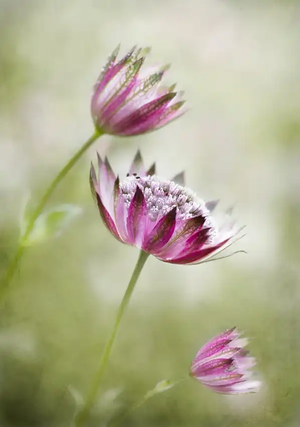 Disher, Mandy: Astrantie