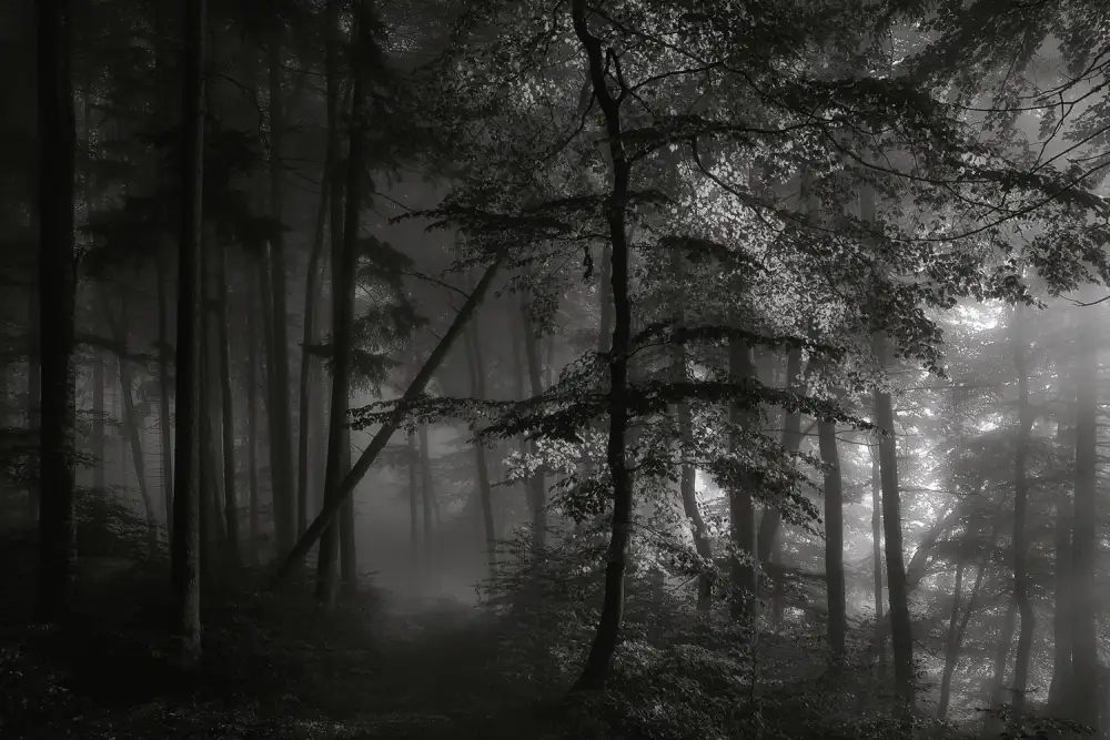 Maier, Norbert: Morgenlicht