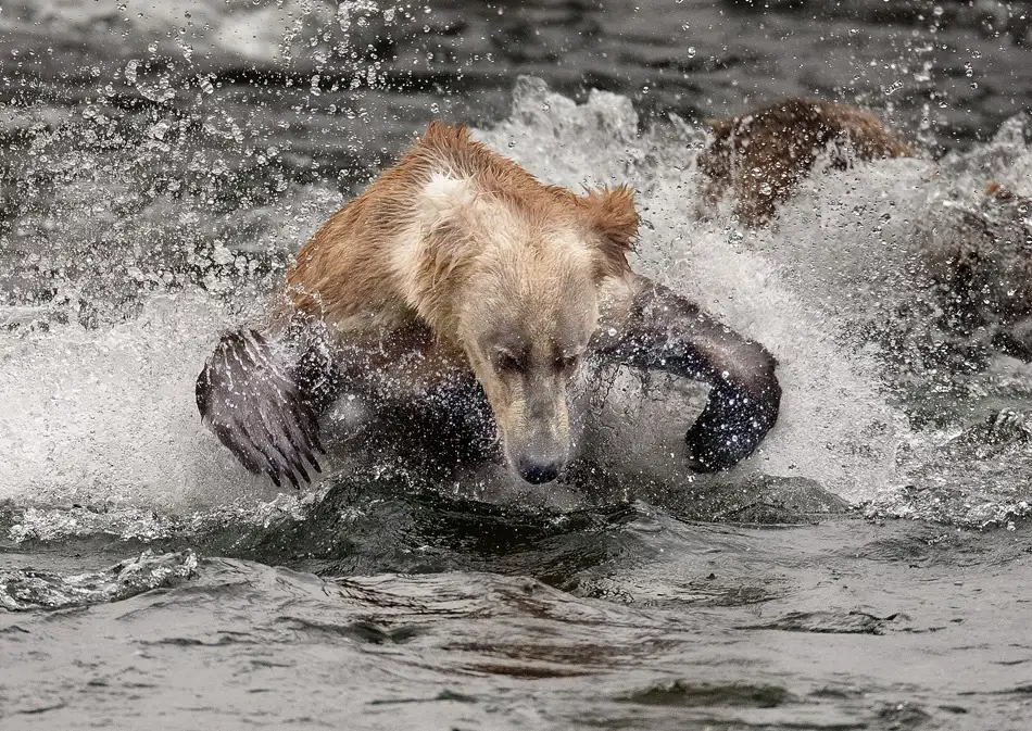 Golubenko, Roman: Einer flog über die Höhle des Grizzlys