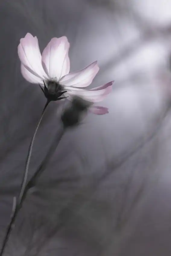 Hidebon: Cosmos