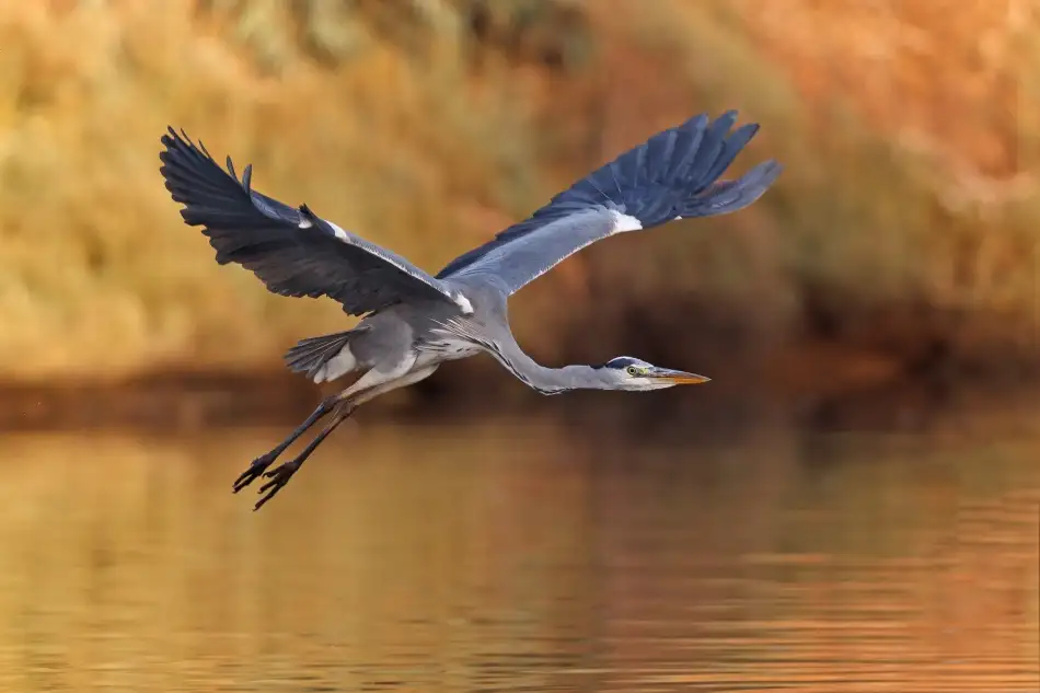 Gavra, Assaf: Ardea cinerea