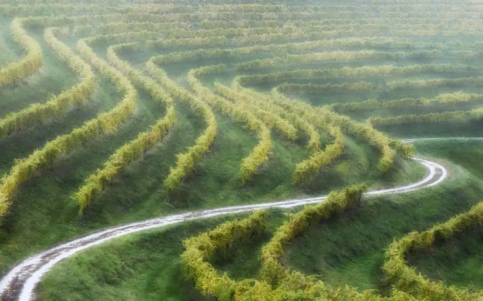 Pajic, Samir: curvas