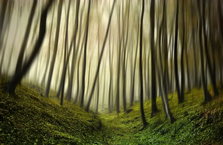 Krivec, Samanta: Lauf,Forest,lauf
