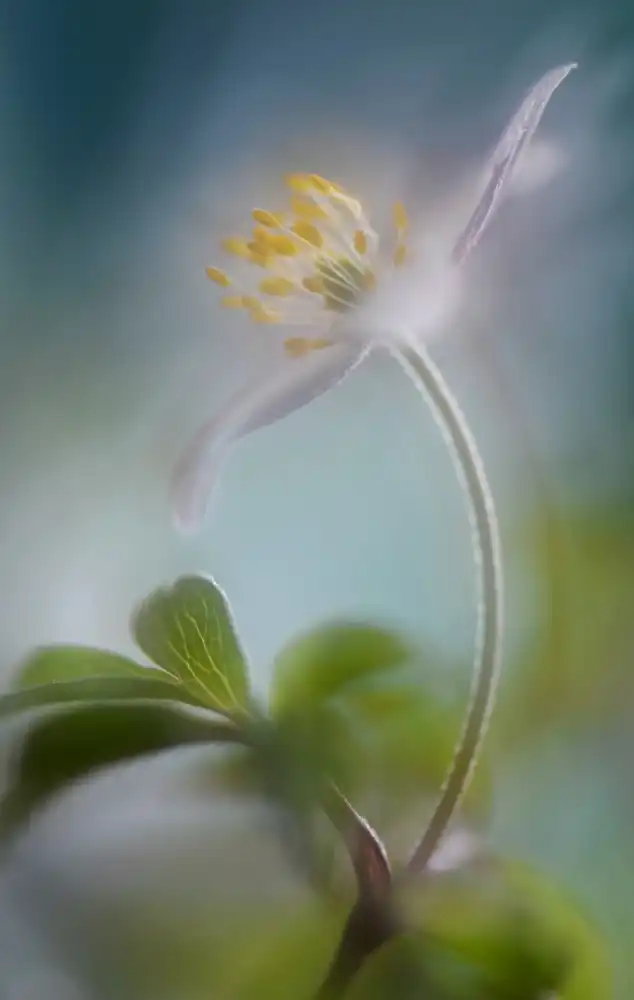 Westum, Heidi: Springtime