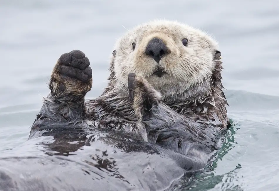 Golubenko, Roman: Gestern habe ich einen so großen Fisch gefangen! - Otter. Alaska
