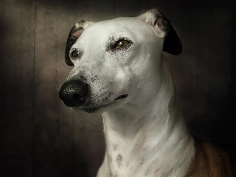 Disher, Mandy: Čekání