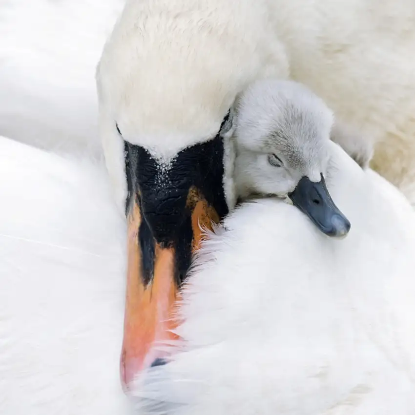 Parker, Jacky: L'amore di una madre