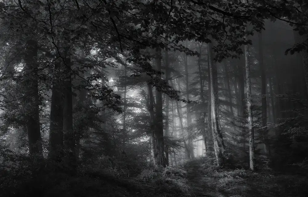 Maier, Norbert: voir dans les arbres