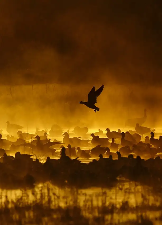 Forns, Alfred: Feuer im Nebel